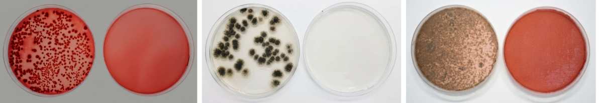 Comparative analysis of microbial growth: unirradiated control plates (left) versus UV-C irradiated plates (right)
