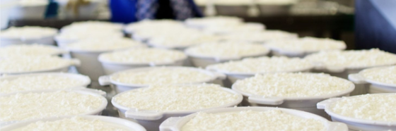 UV-C Technology as a Synergistic Hygiene Solution Across the Milk and Dairy Production Chain  - Light Progress